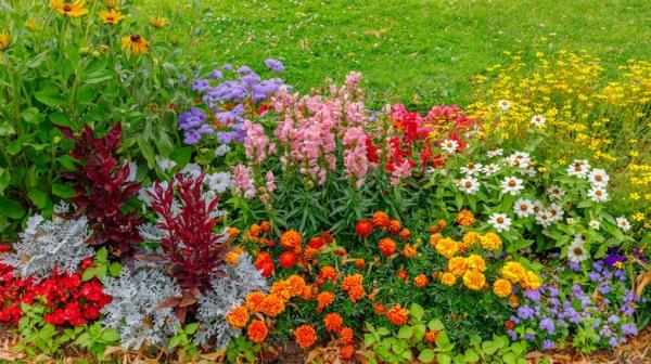 Healthy flower garden